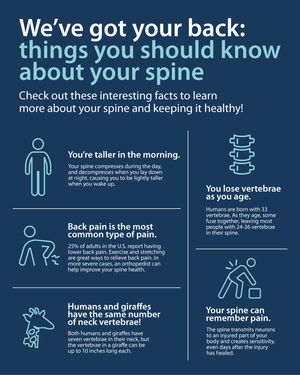 Infographic explaining 5 things to know about your spine