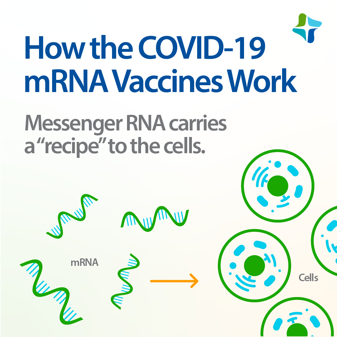 Infographic about how COVID-19 mRNA vaccines work, demonstrating how messenger RNA carries a “recipe” to the cells.