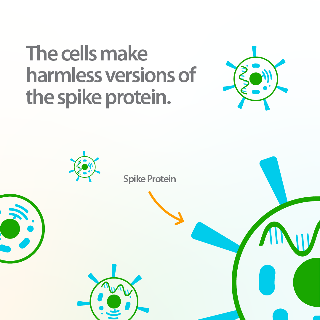 Infographic about how COVID-19 mRNA vaccines work, demonstrating how messenger RNA carries a “recipe” to the cells.