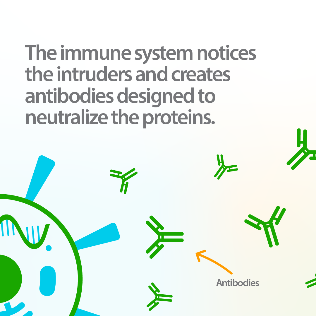 Infographic about how COVID-19 mRNA vaccines work, demonstrating how the immune system notices the intruders and creates antibodies designed to neutralize the proteins.