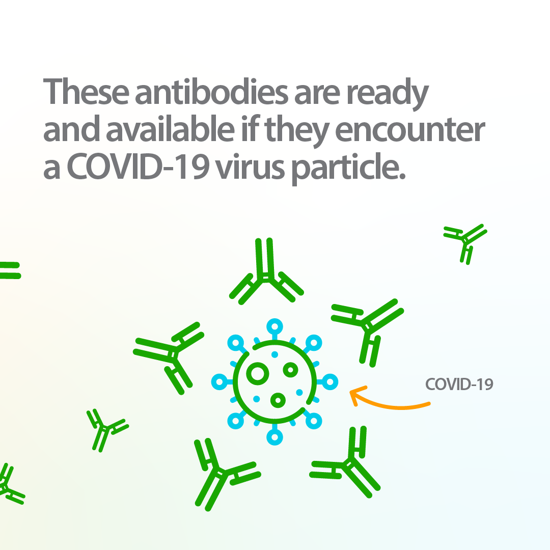 Infographic about how COVID-19 mRNA vaccines work, demonstrating how the antibodies are ready and available if they encounter a COVID-19 virus particle. 