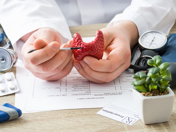 A doctor demonstrating a plastic illustration of the thyroid.