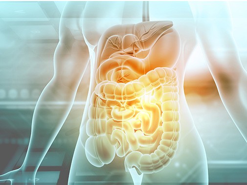 An illustration of an internal digestive tract.