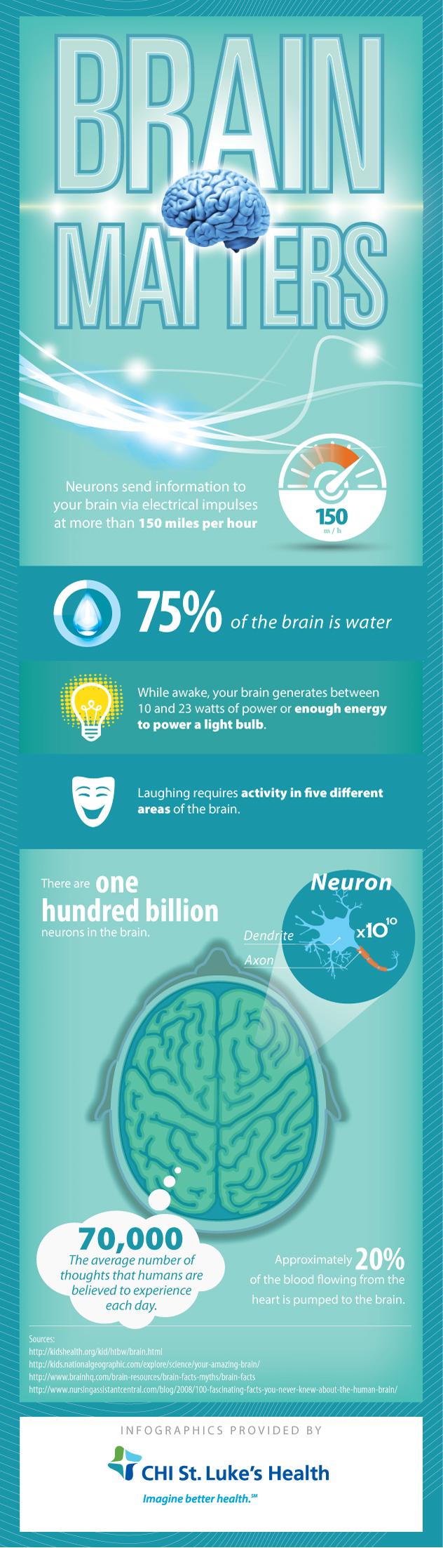 Brain Fun Facts Infographic