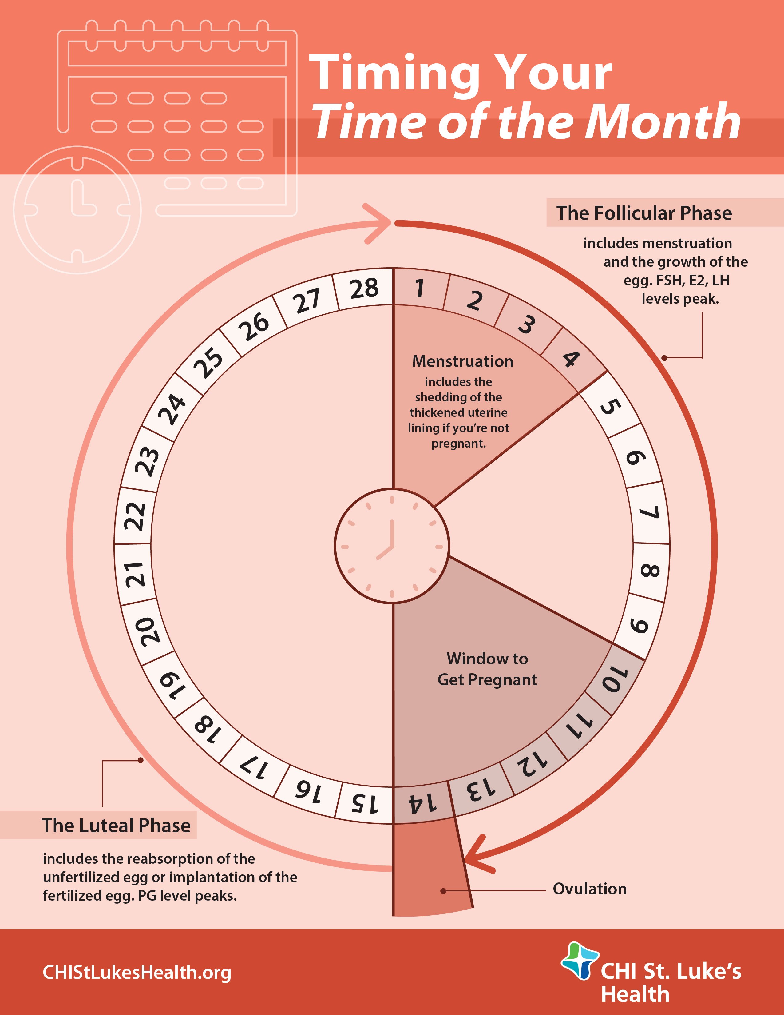 Menstrual Cycle Infographic