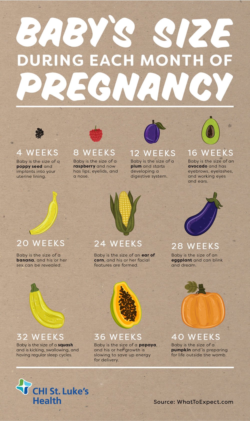 Baby's size during month of pregnancy 