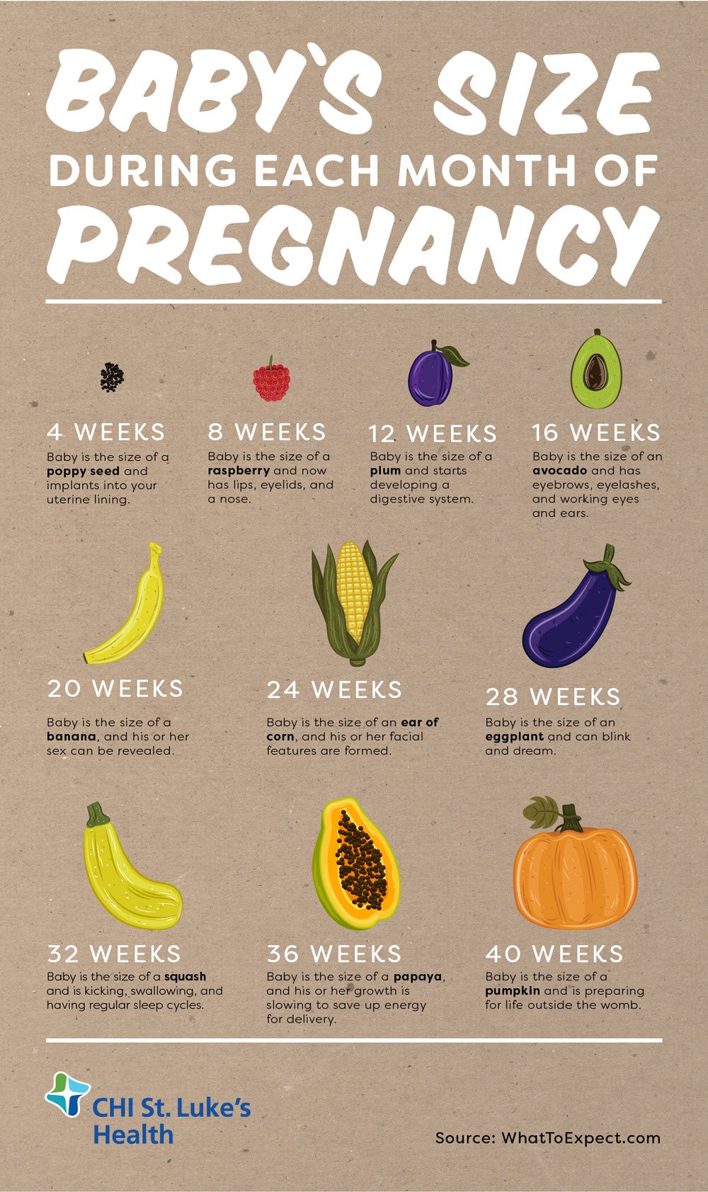 Baby's size during month of pregnancy