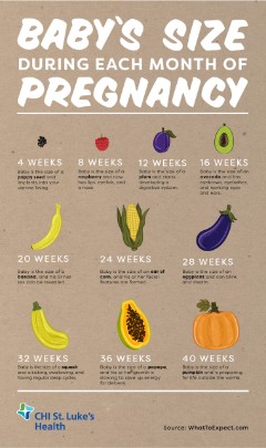 Baby's size during month of pregnancy