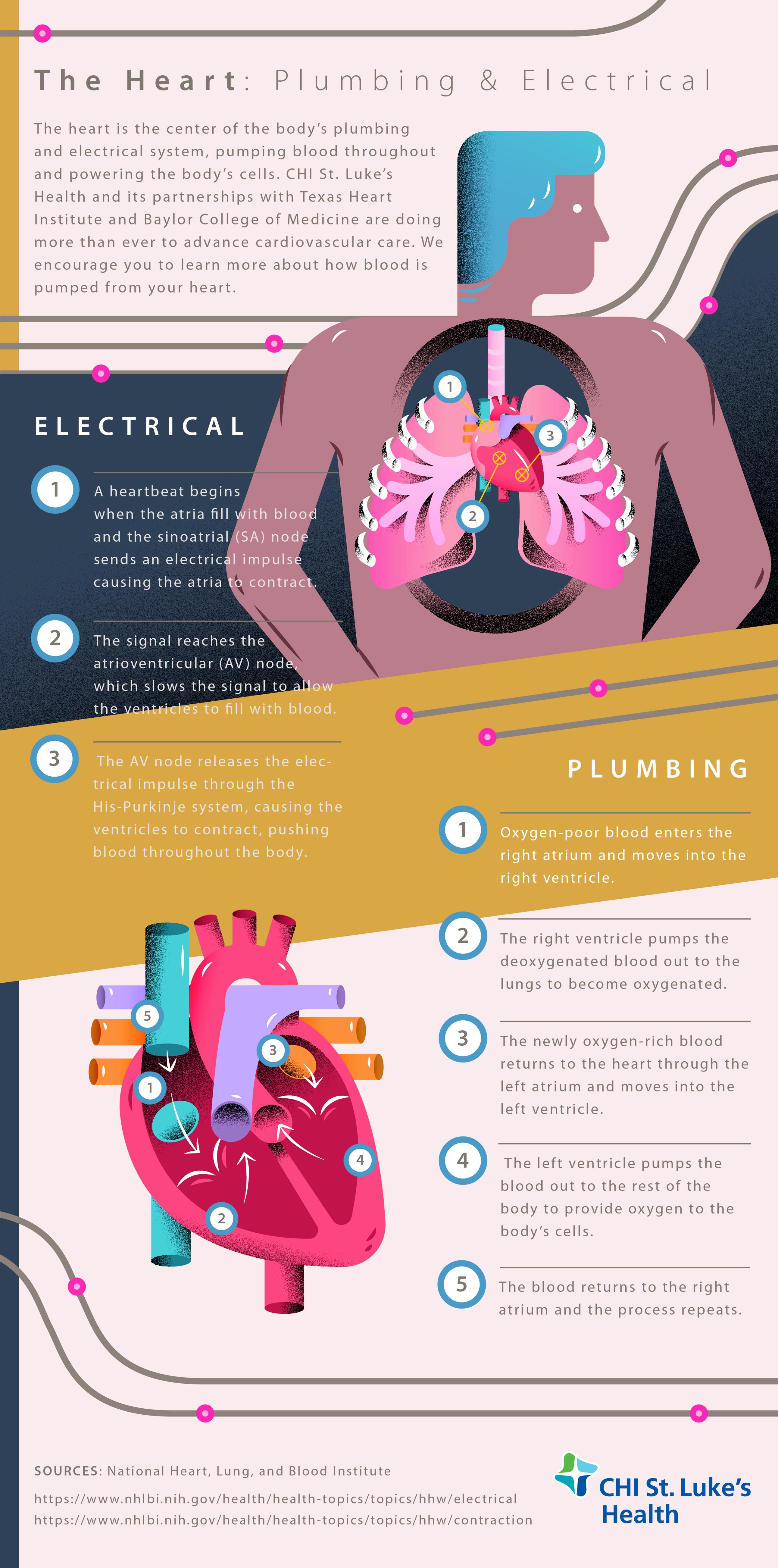 How the Heart Pumps Blood