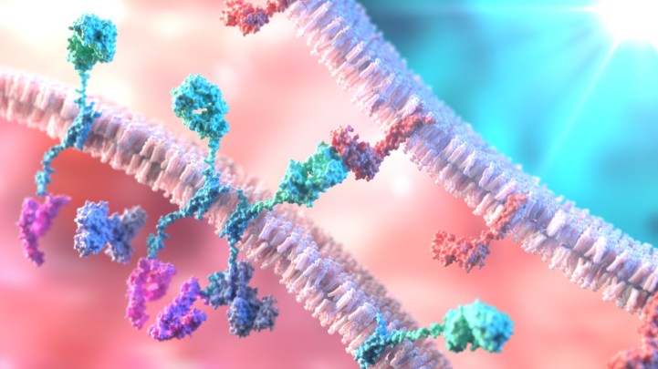 CAR-T cell binding to a tumor cell