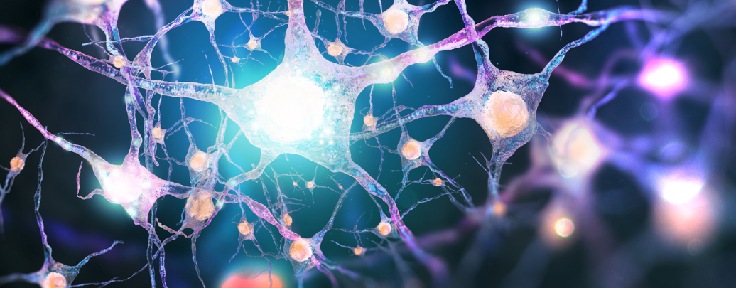 Neurons form new connections in the brain to overcome neural trauma.