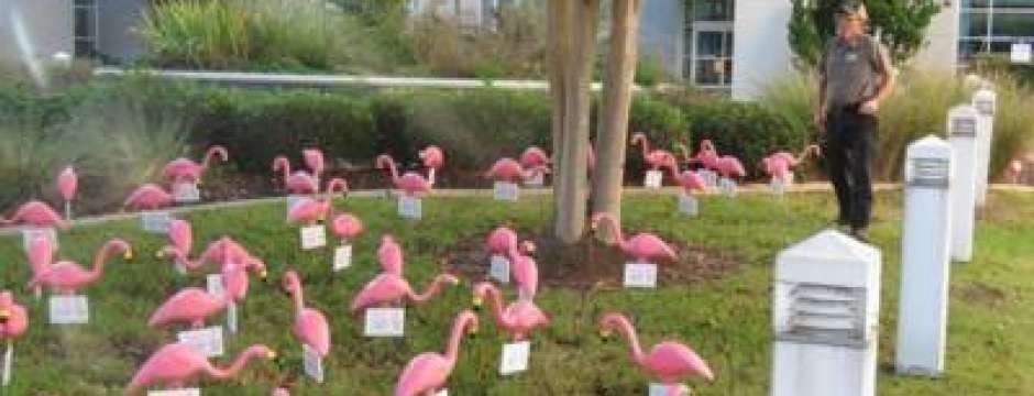Breast Cancer is for the Birds – Come Get Your Flamingo Sept. 29 | St. Luke's Health